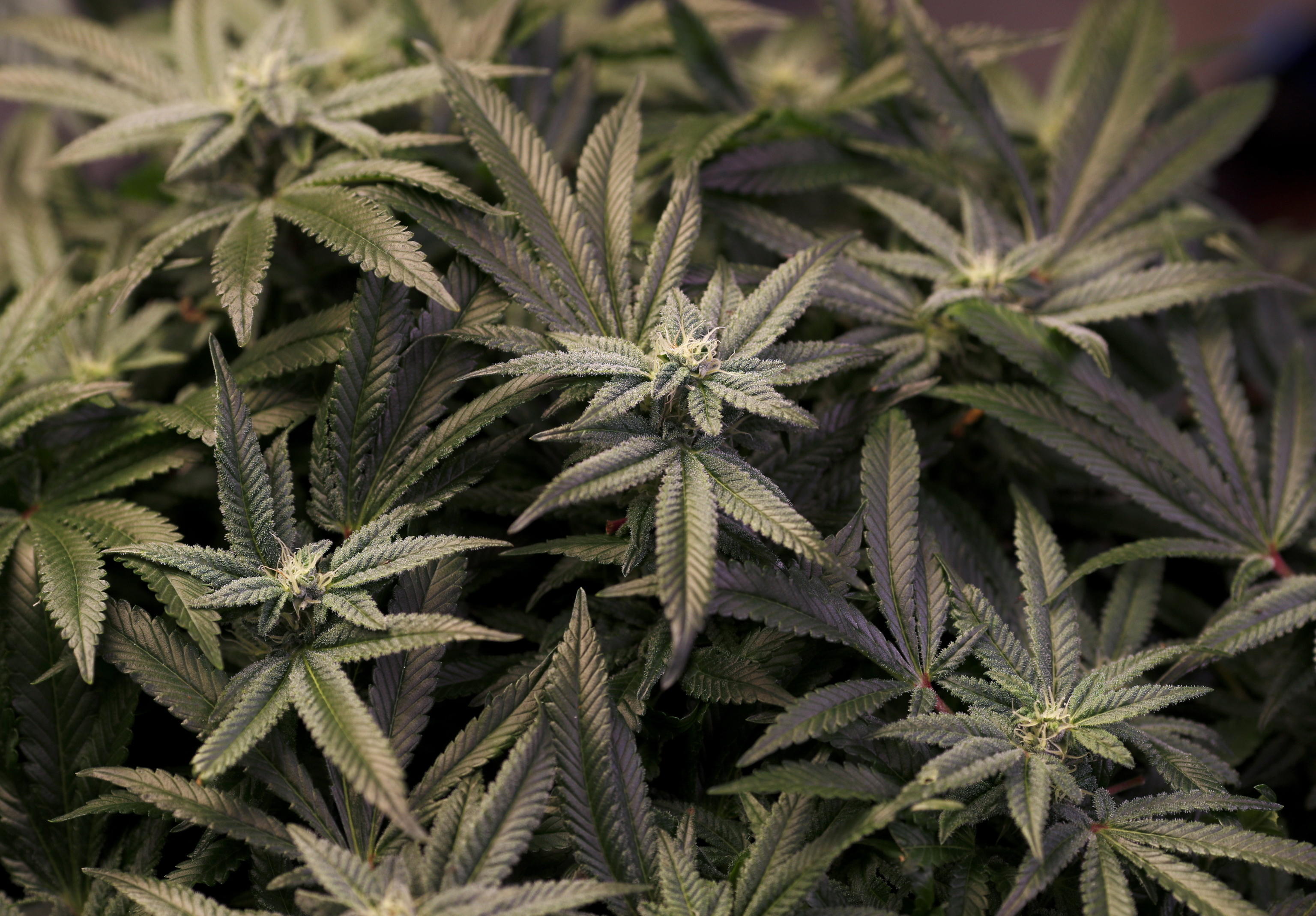 ANSA/RUNGROJ YONGRIT cannabis