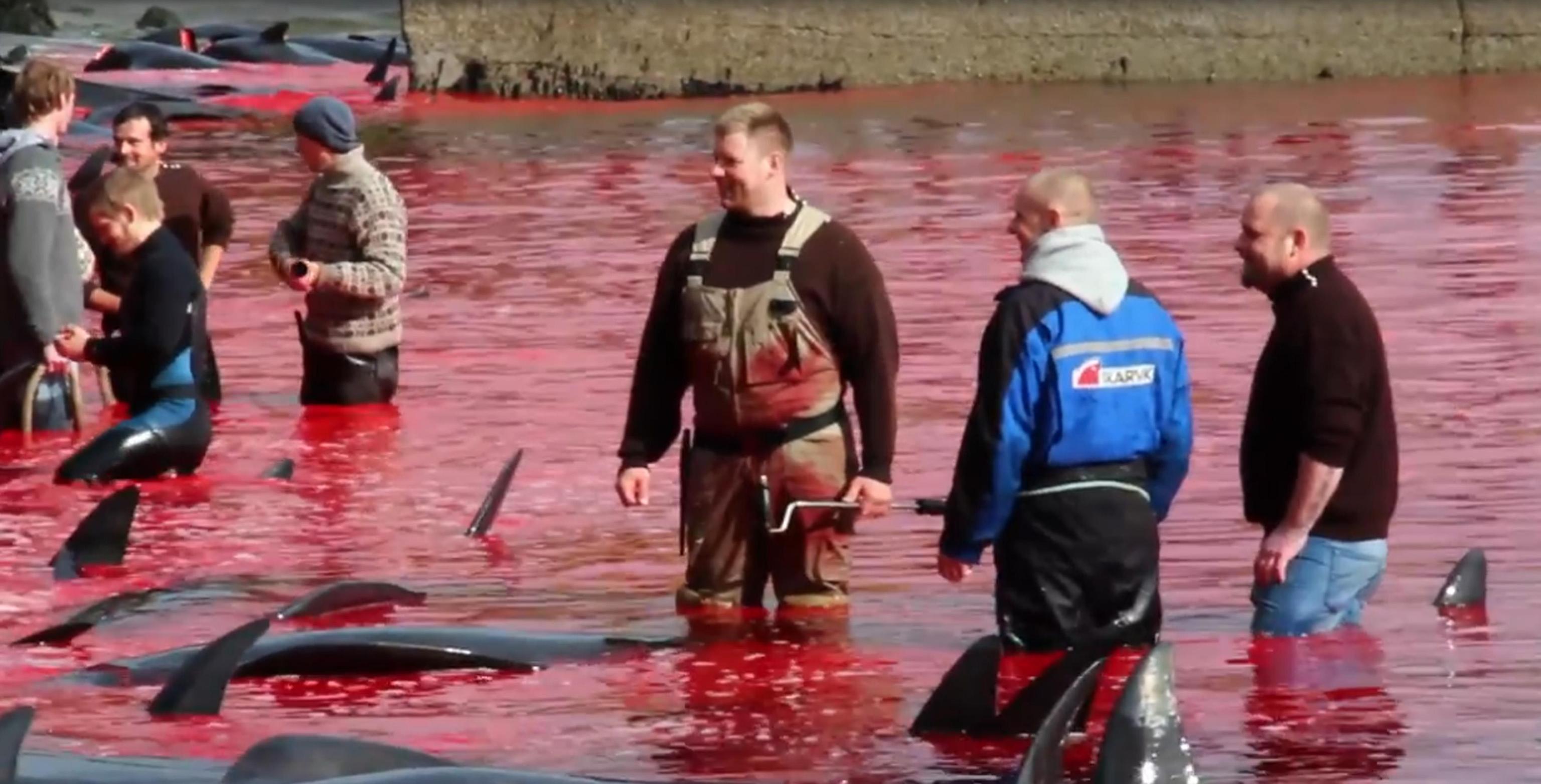 ANSA/Web media.seashepherdglobal