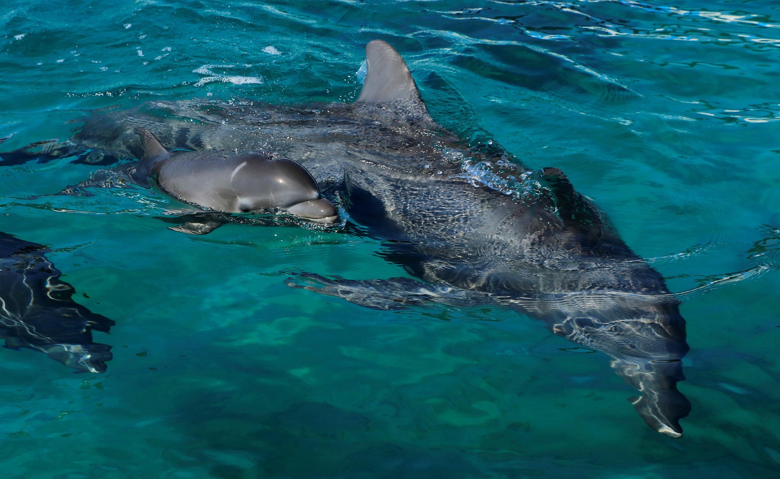 delfino neonato