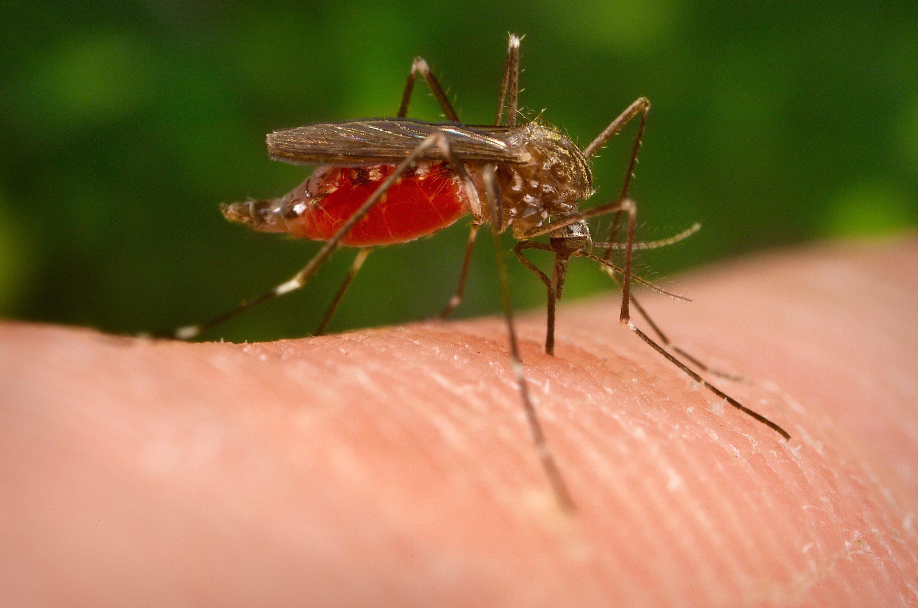 west nile virus