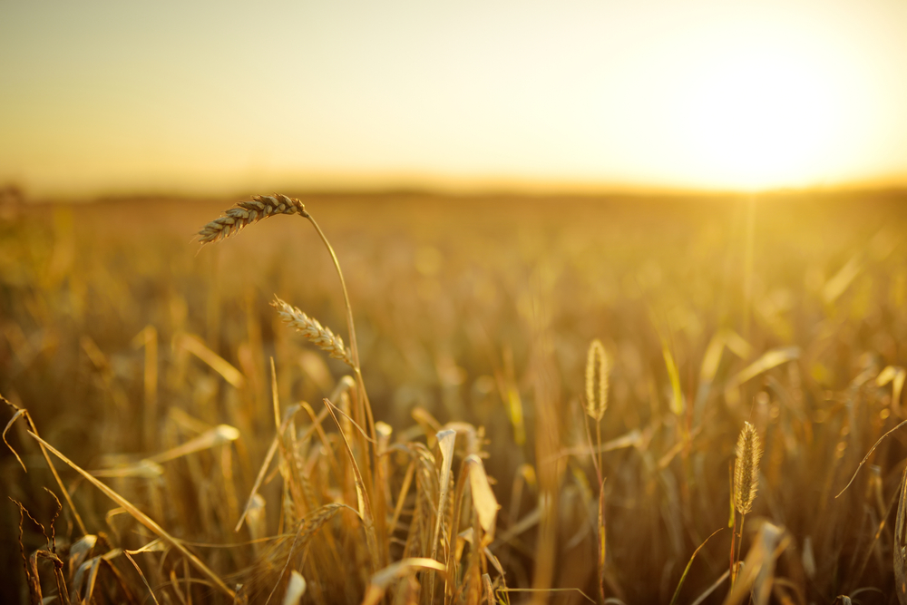 GRANO SHUTTERSTOCK