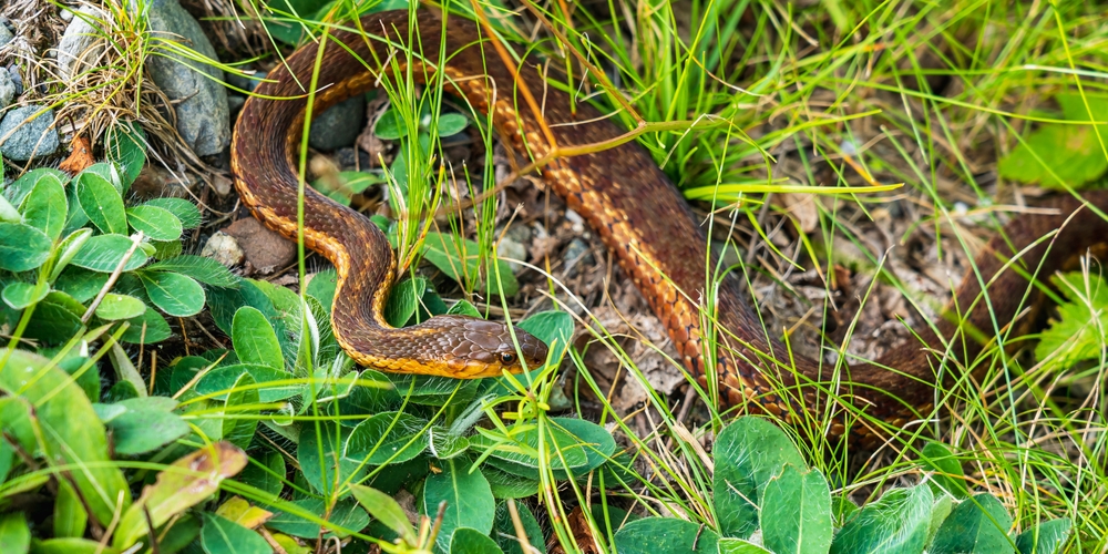 SERPENTE