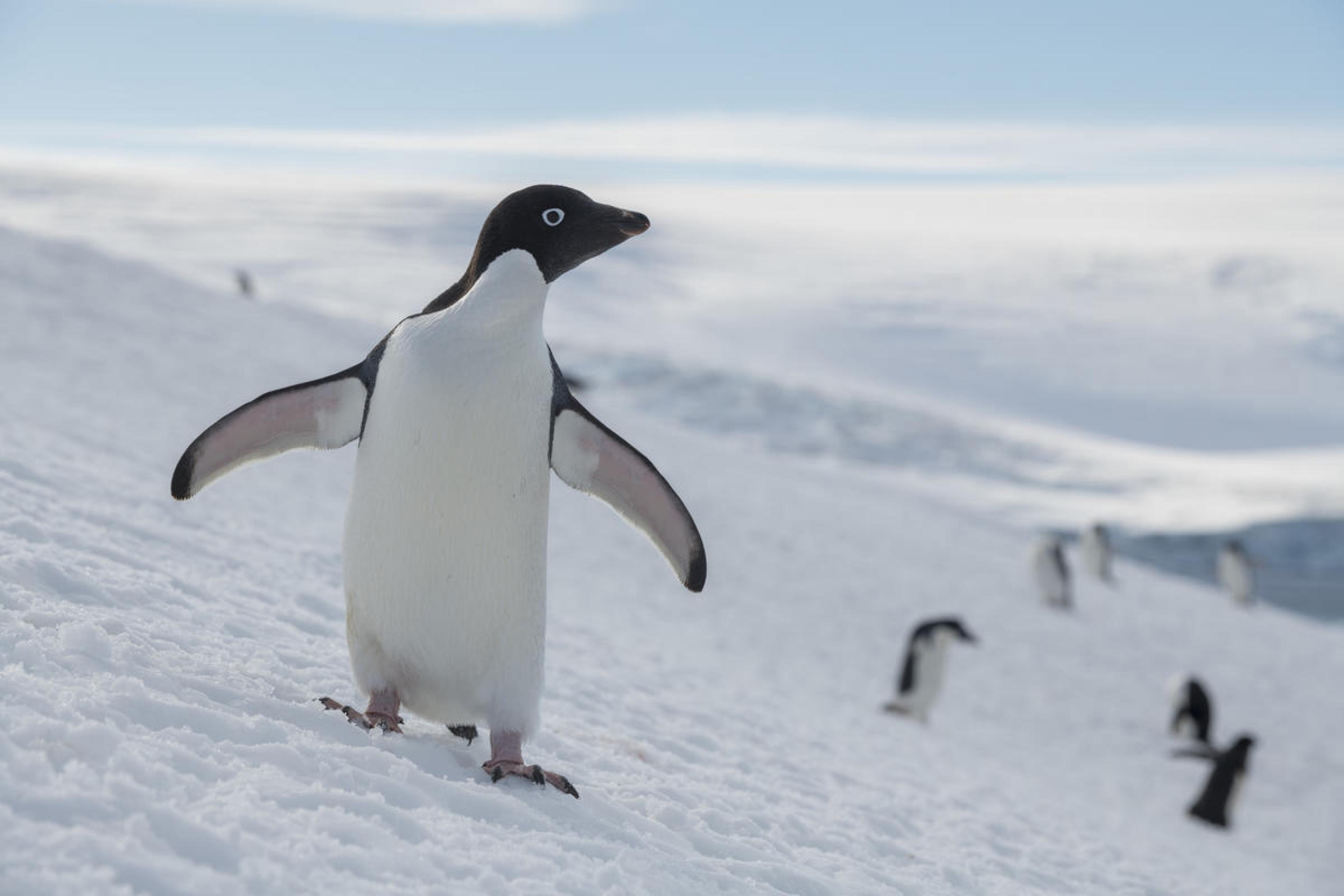 PINGUINO
