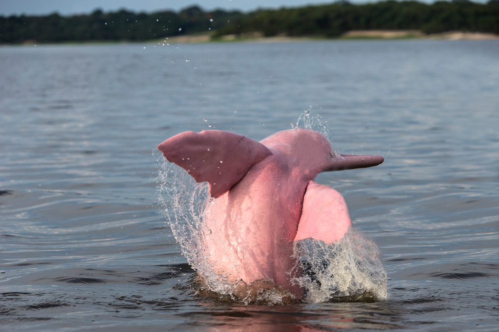 DELFINI ROSA