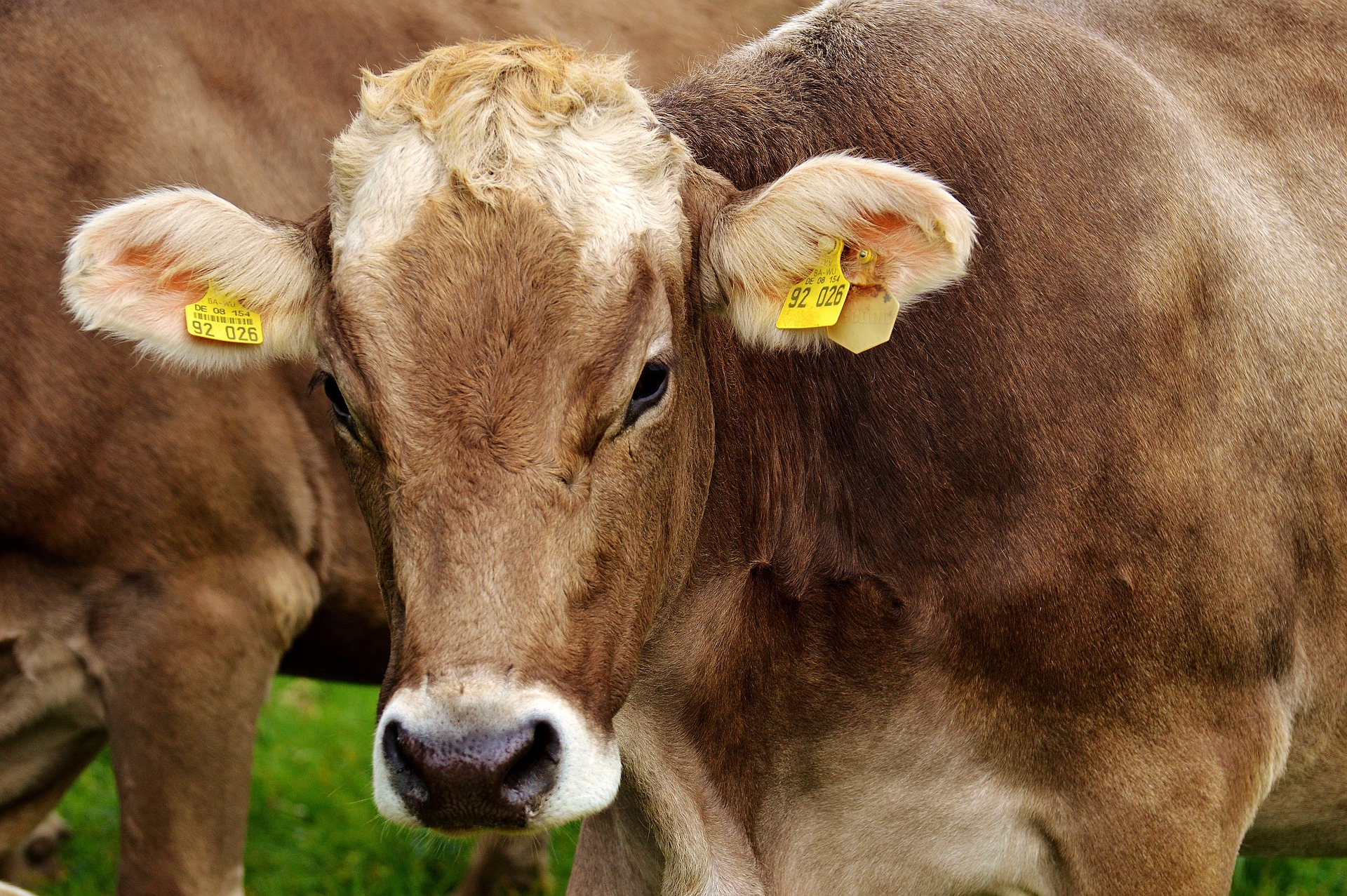 MUCCA