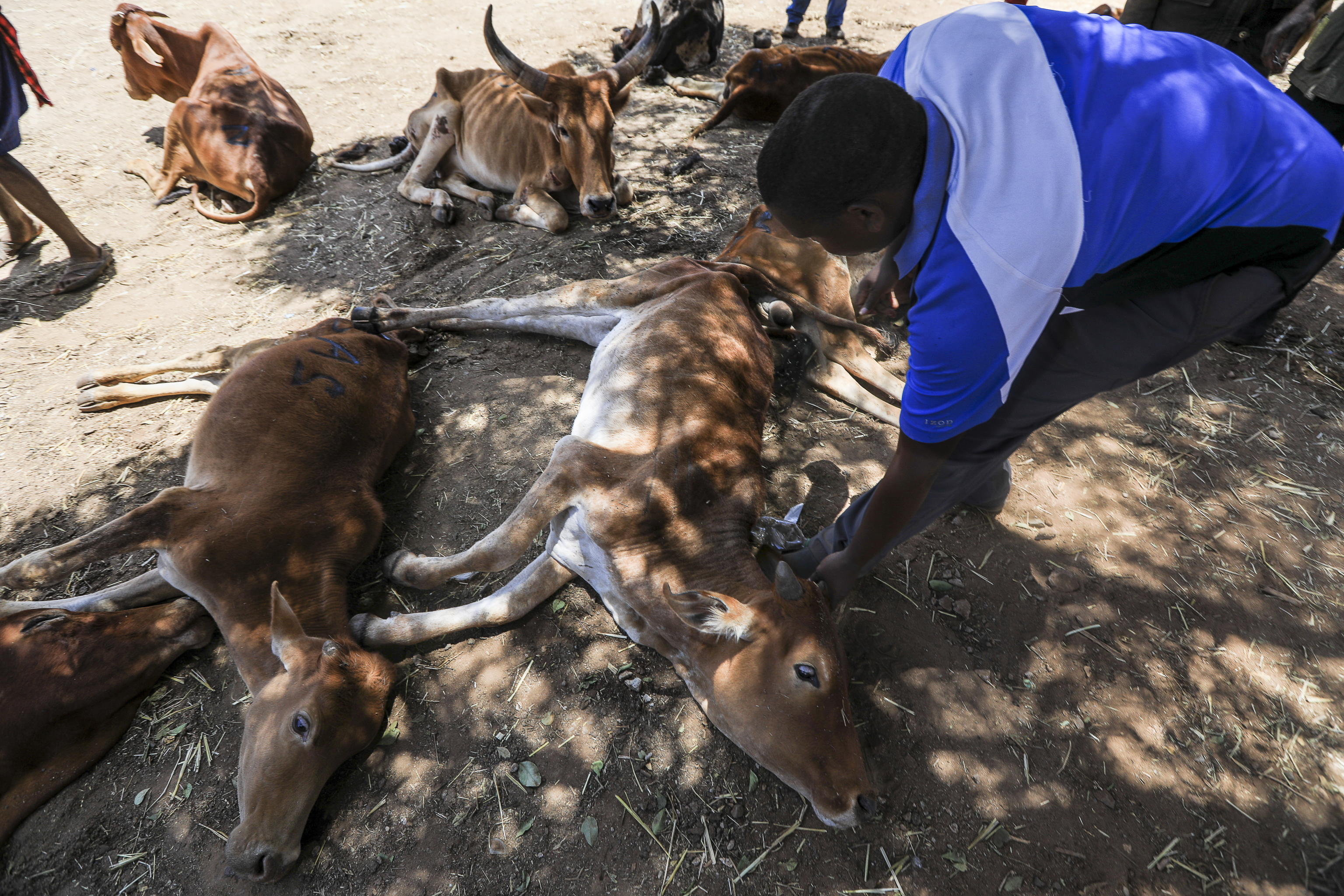 EPA/Daniel Irungu