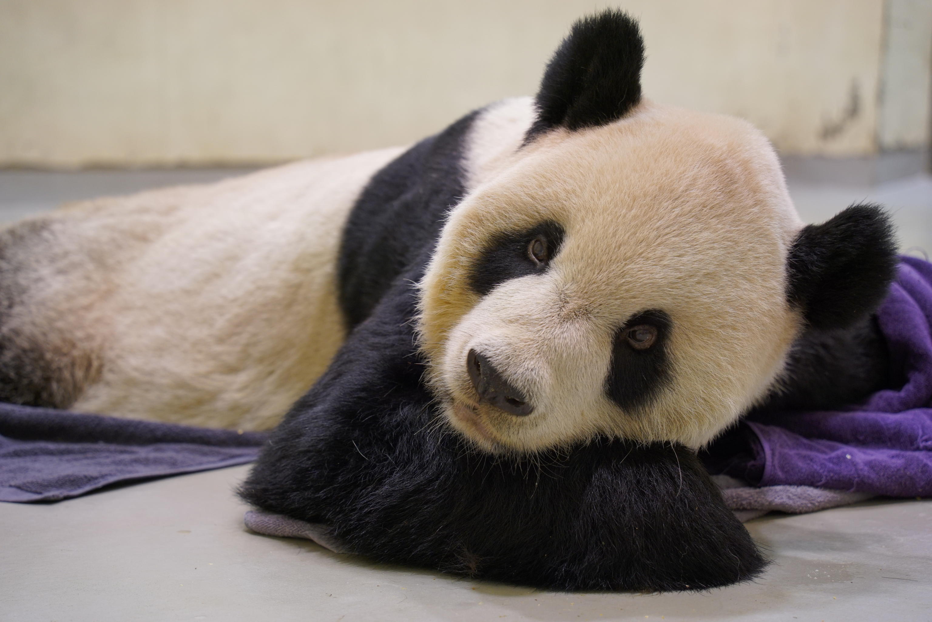 EPA/TAIPEI ZOO