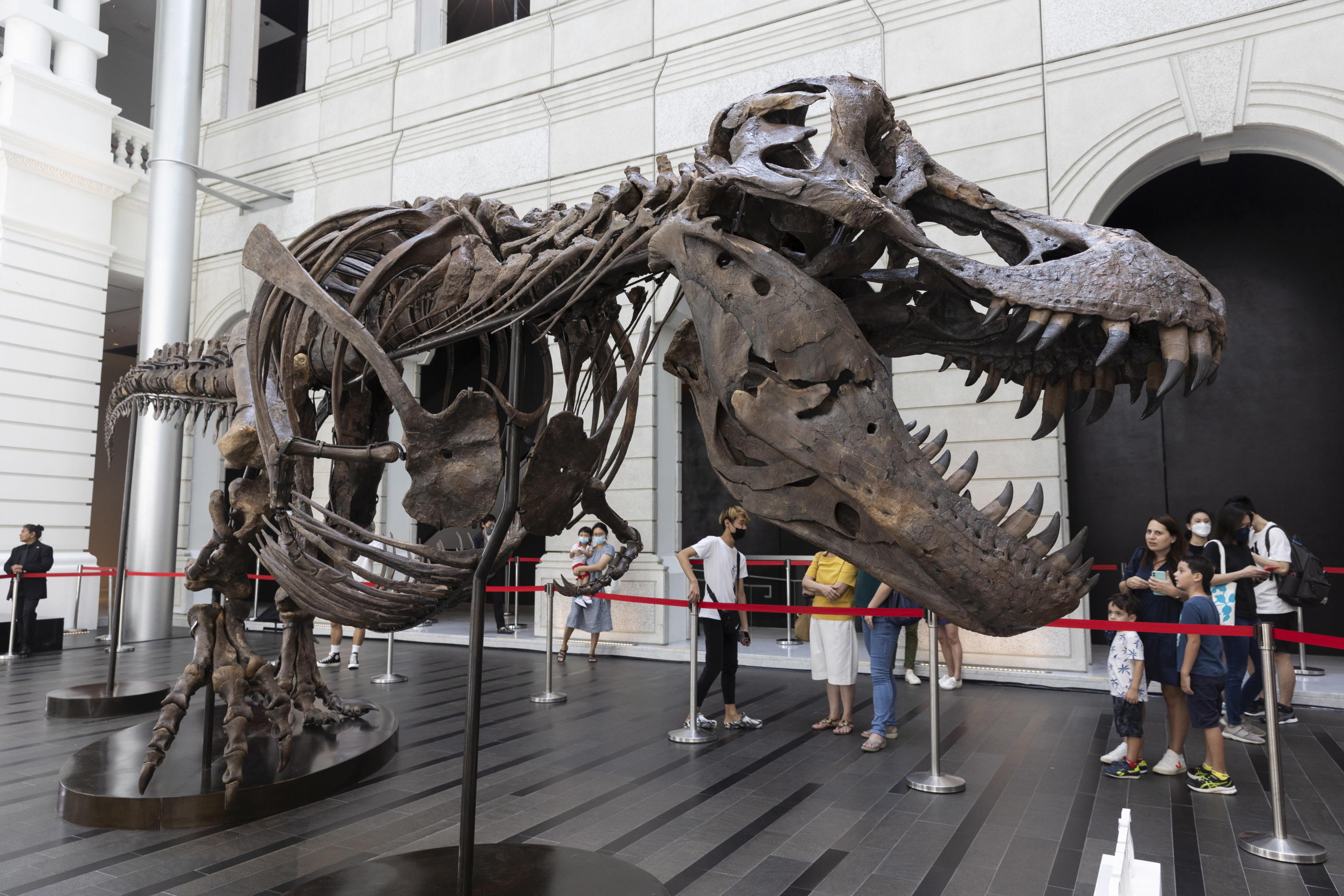 T REX