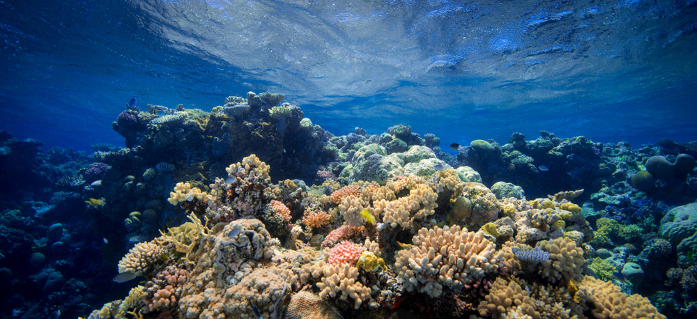 BARRIERA CORALLINA