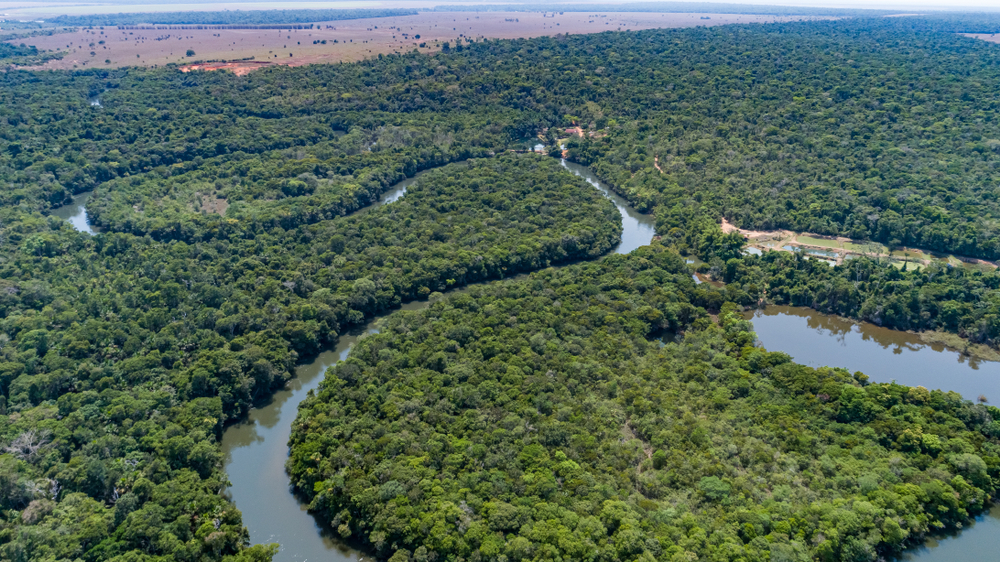 FORESTA AMAZZONICA