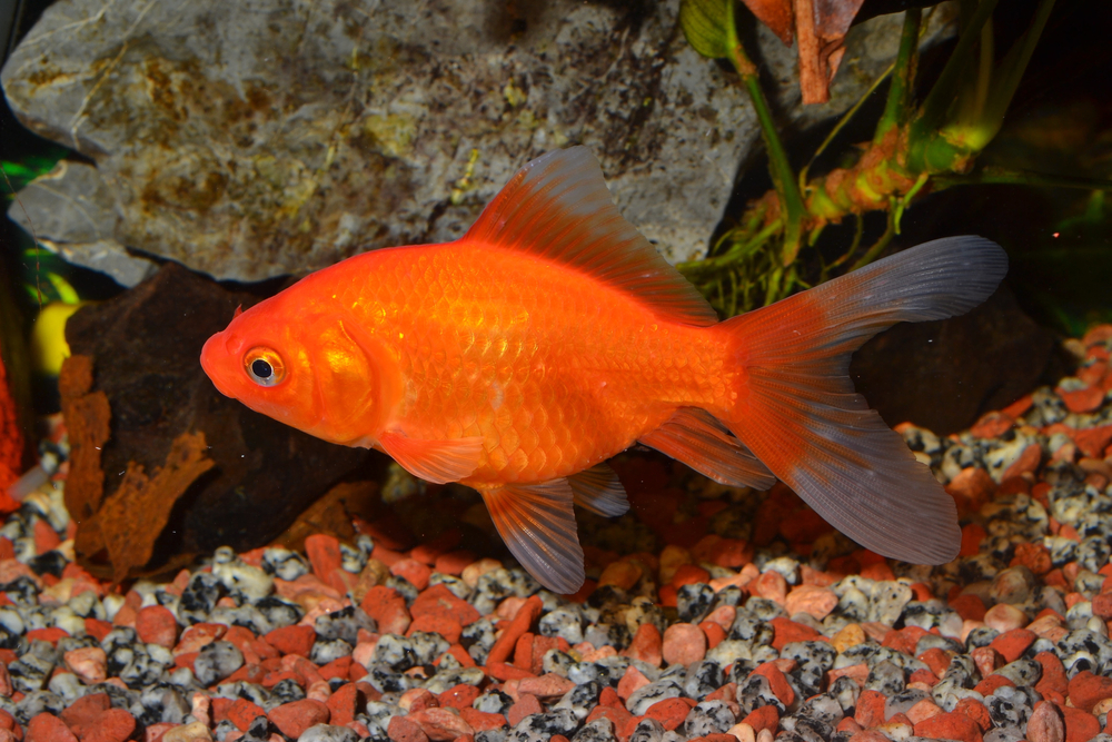 PESCE ROSSO