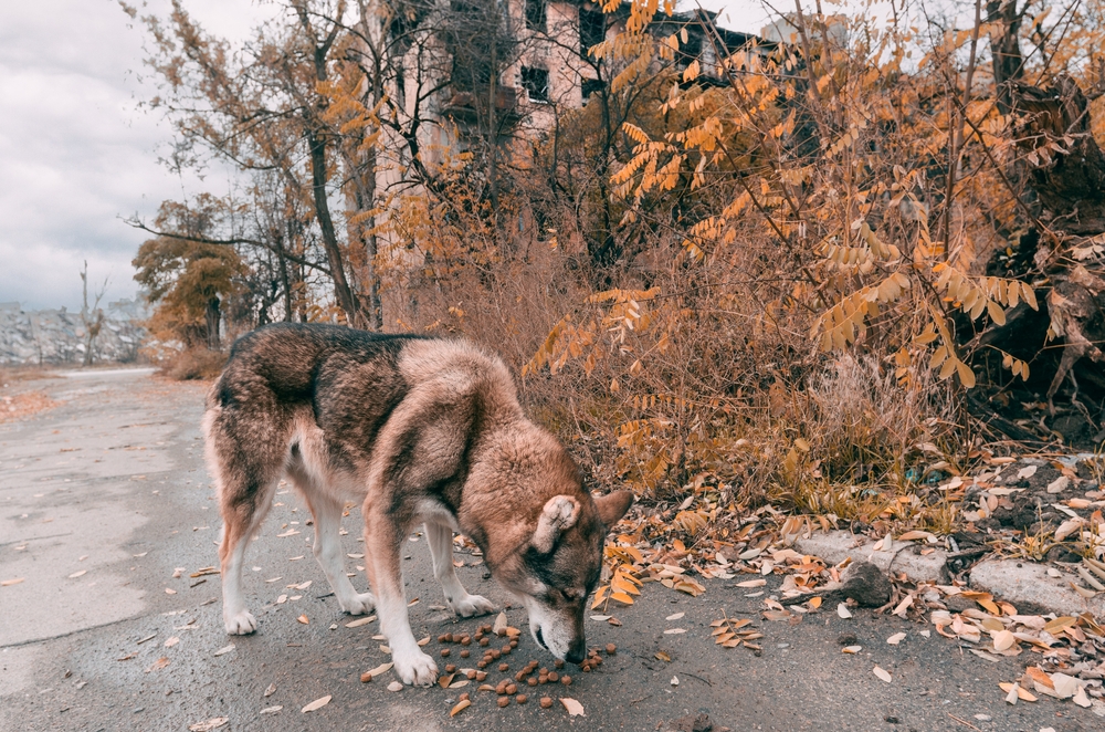 KHERSON ZOO