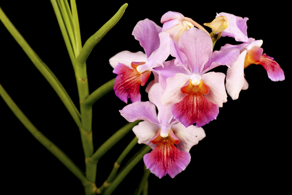 ORCHIDEA