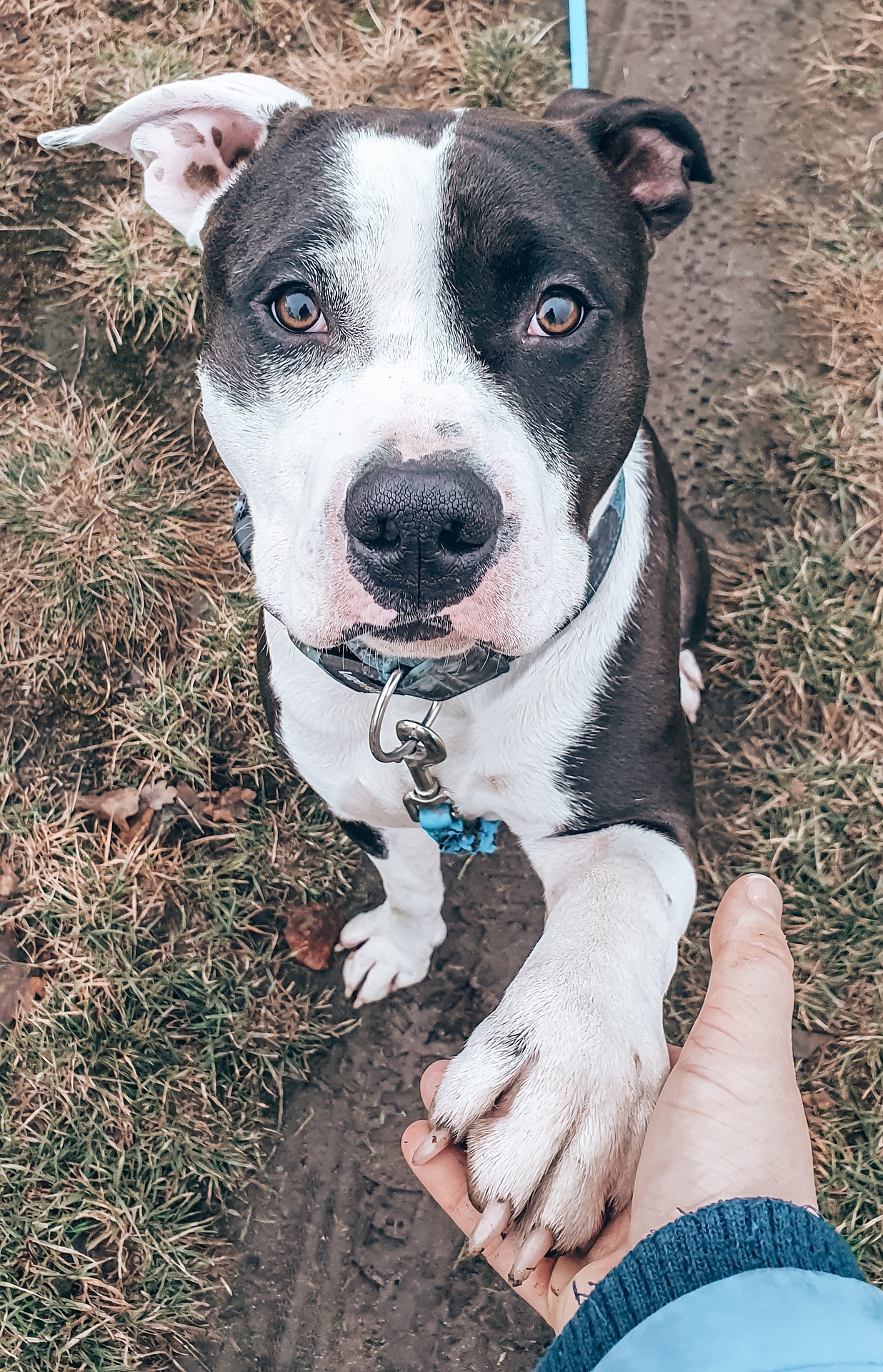AMERICAN PITBULL TERRIER