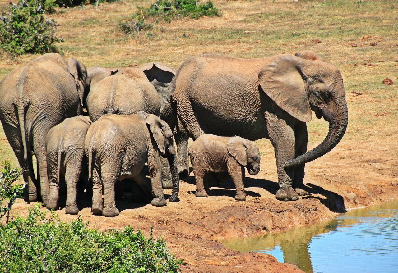 BRANCO ELEFANTI ELEFANTE