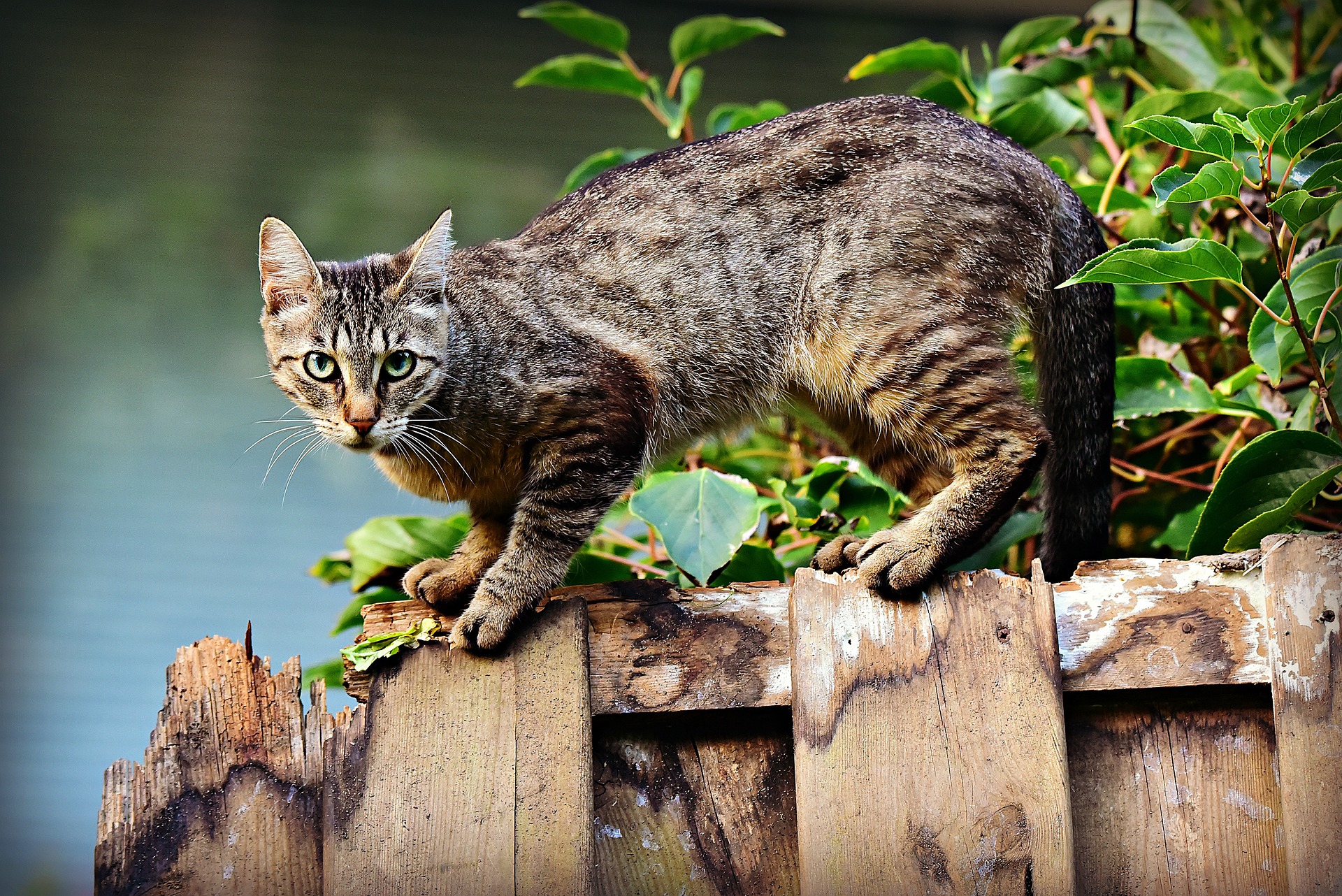 GATTO