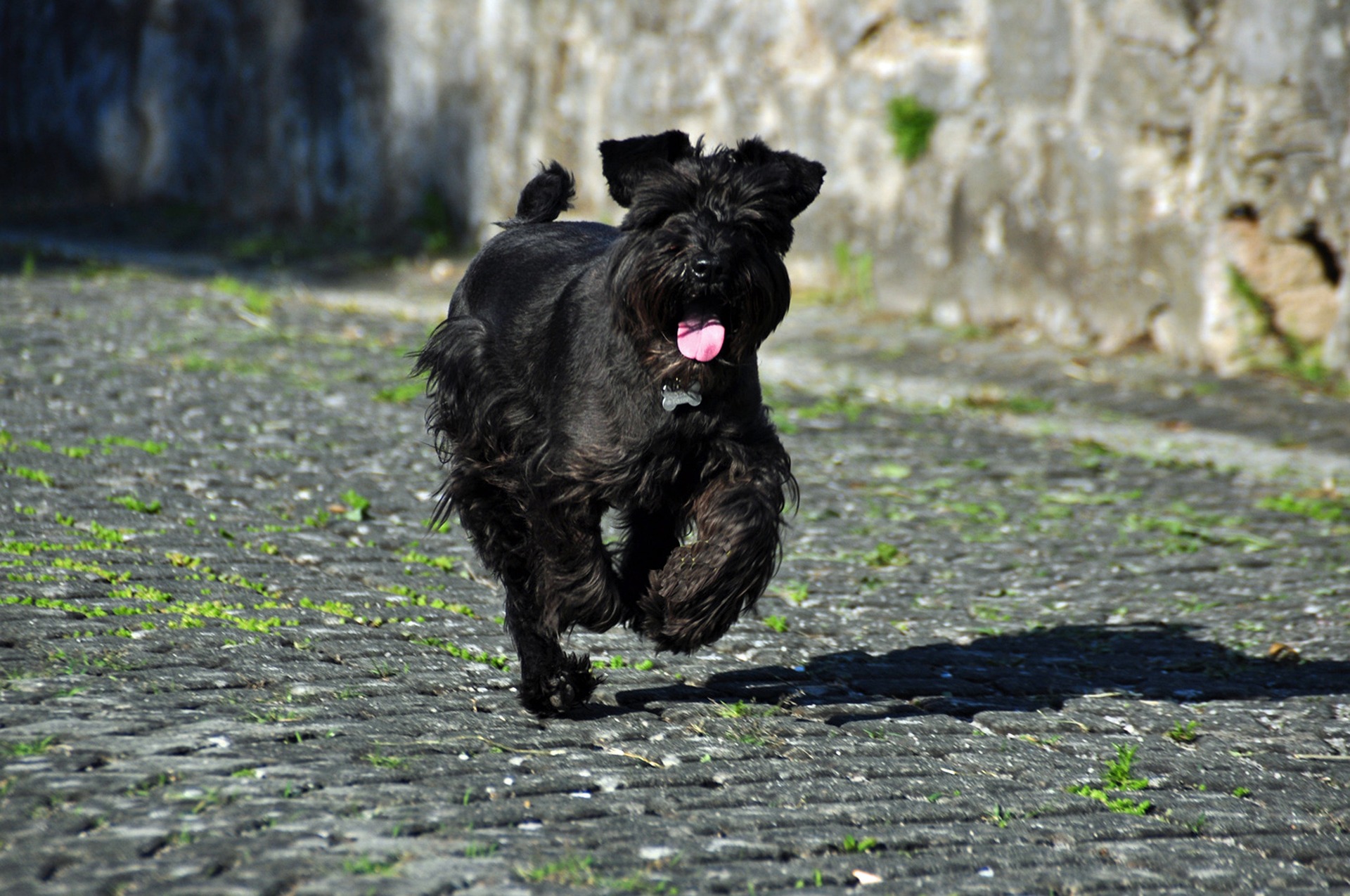 Schnauzer
