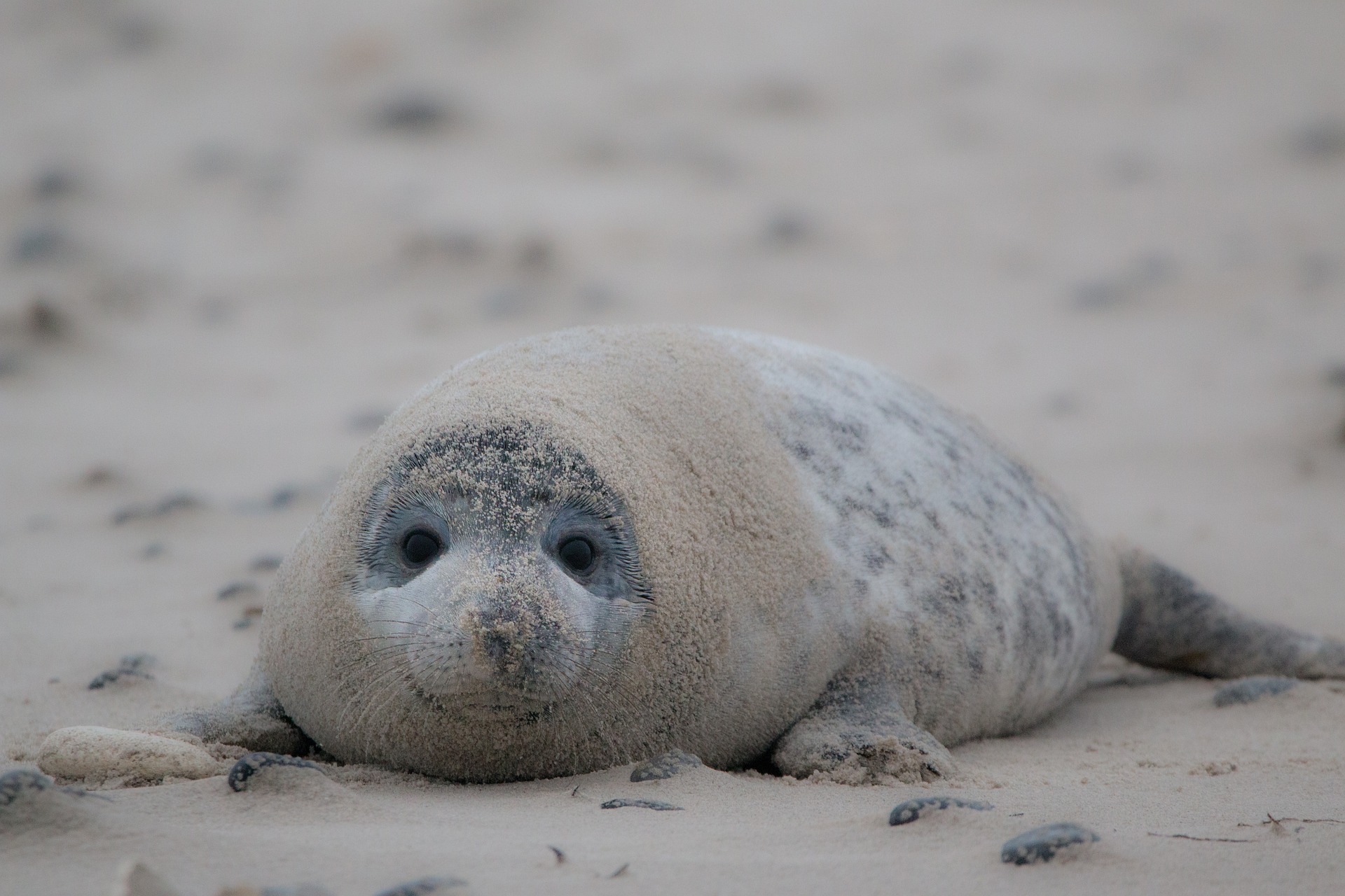 Foca
