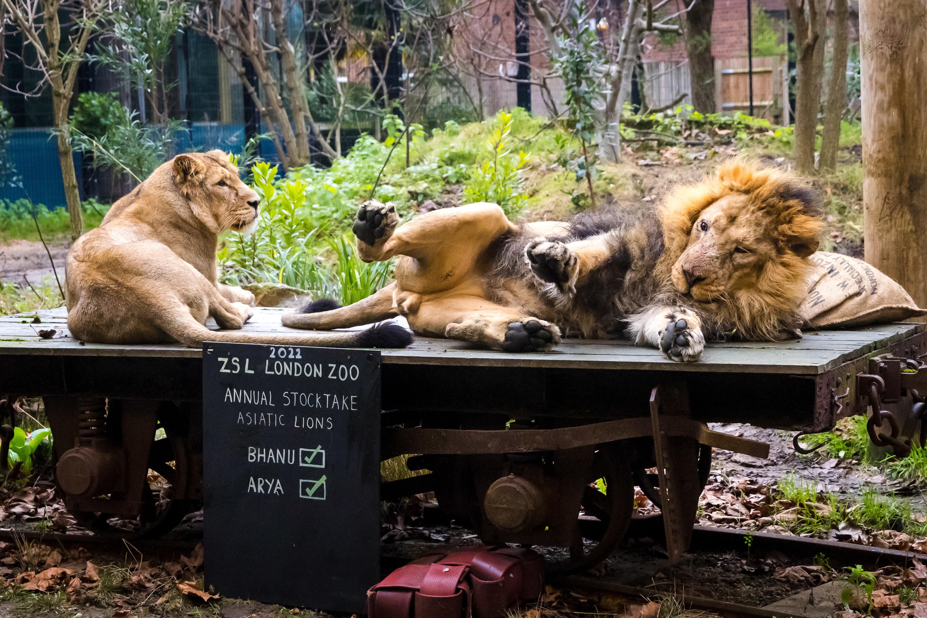LONDON ZOO ZOO LONDRA