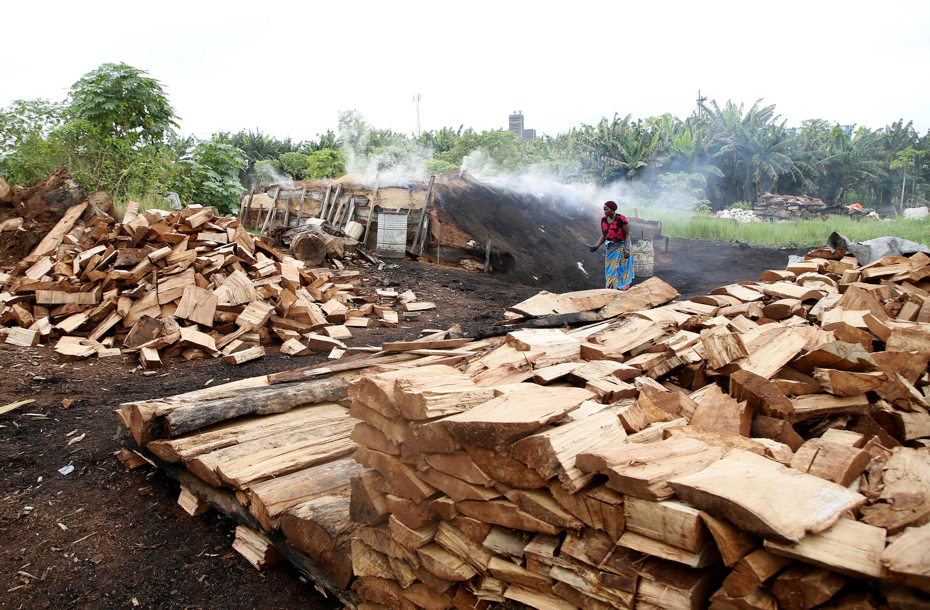 DEFORESTAZIONE