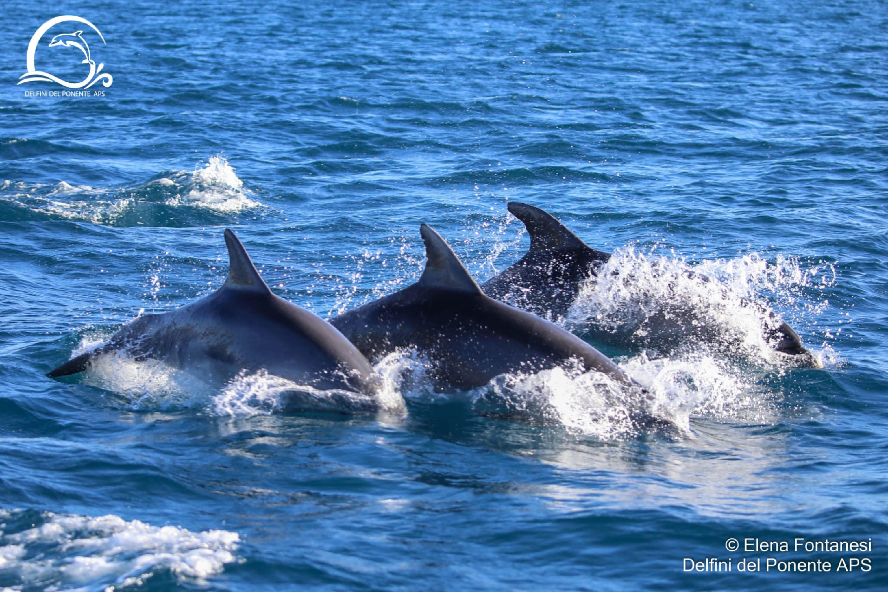 delfini