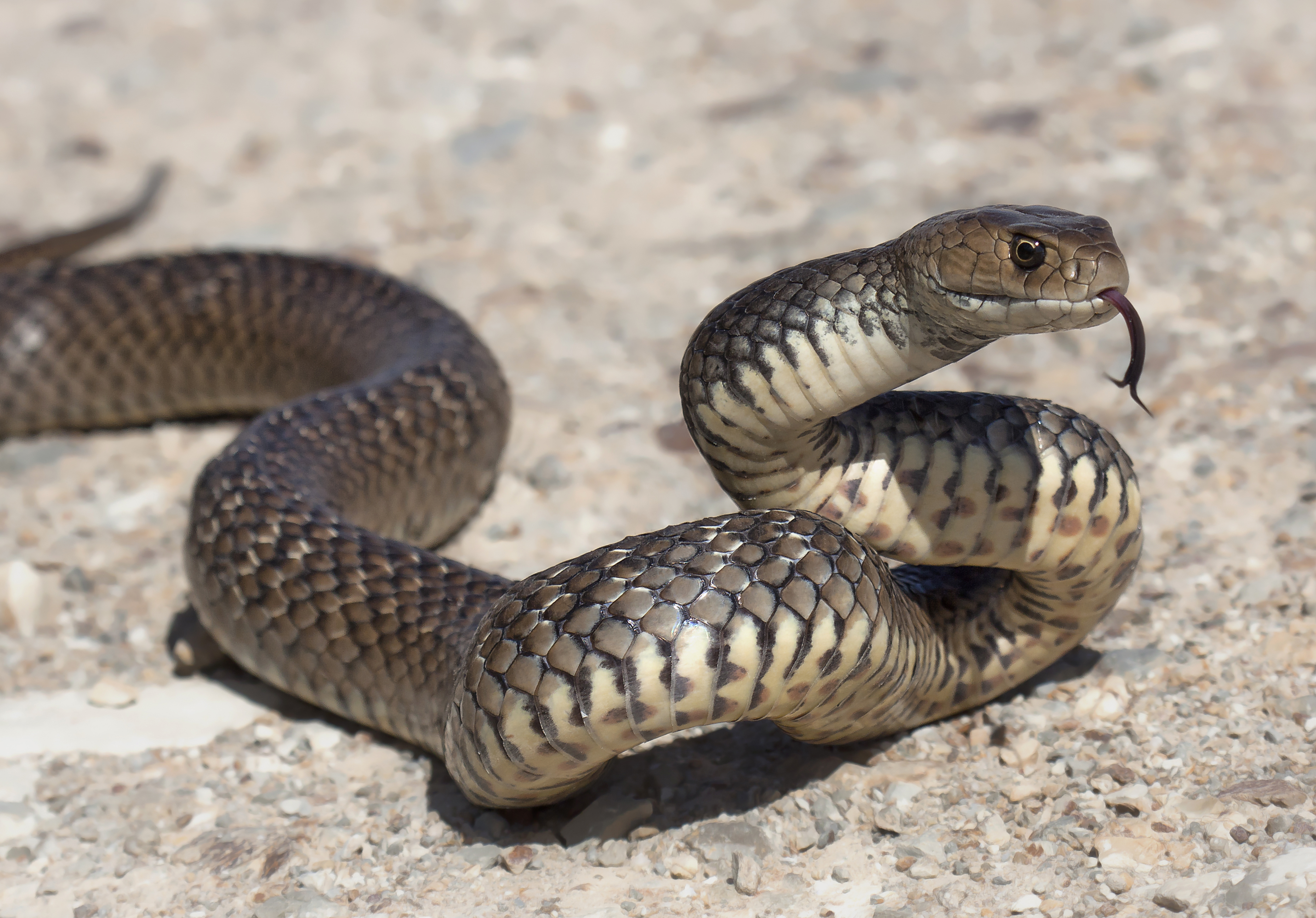 serpente