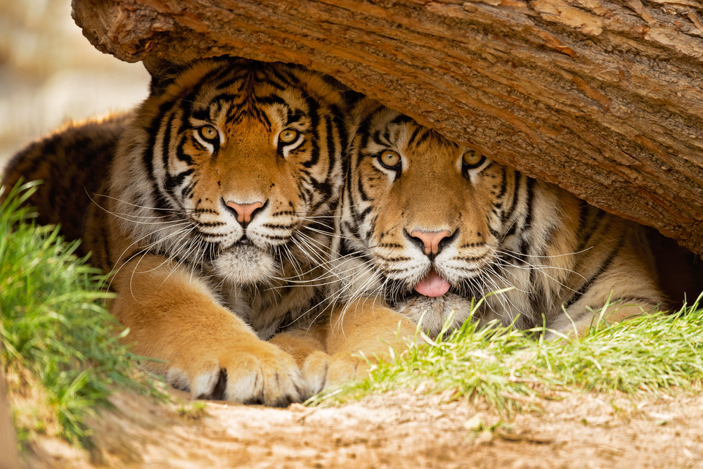 TIGRE
