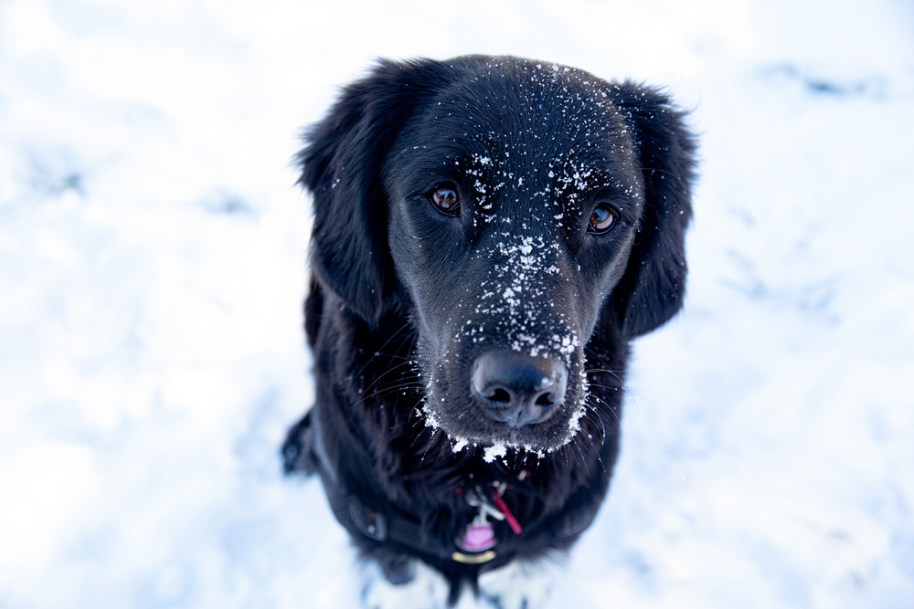 CANE NEVE