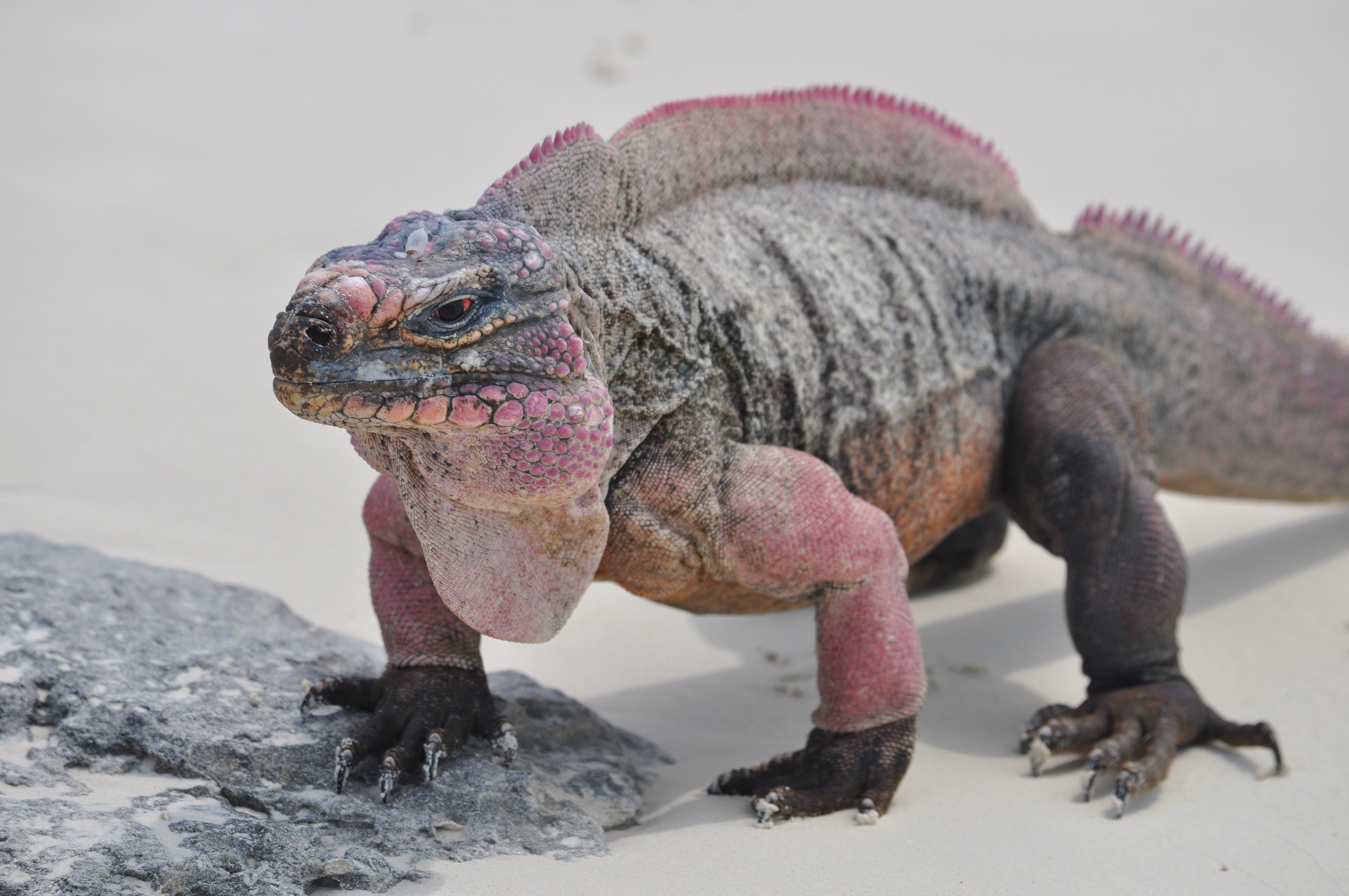 iguana rosa