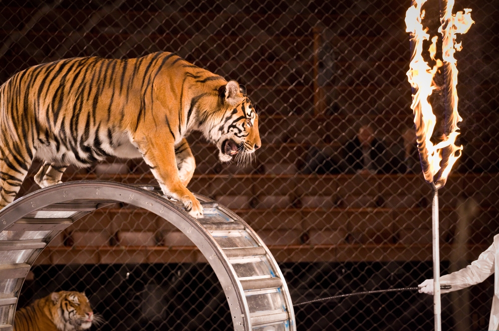 TIGRE CIRCO
