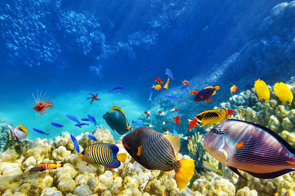 ACQUARIO