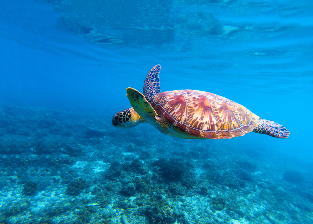 TARTARUGA SHUTTERSTOCK