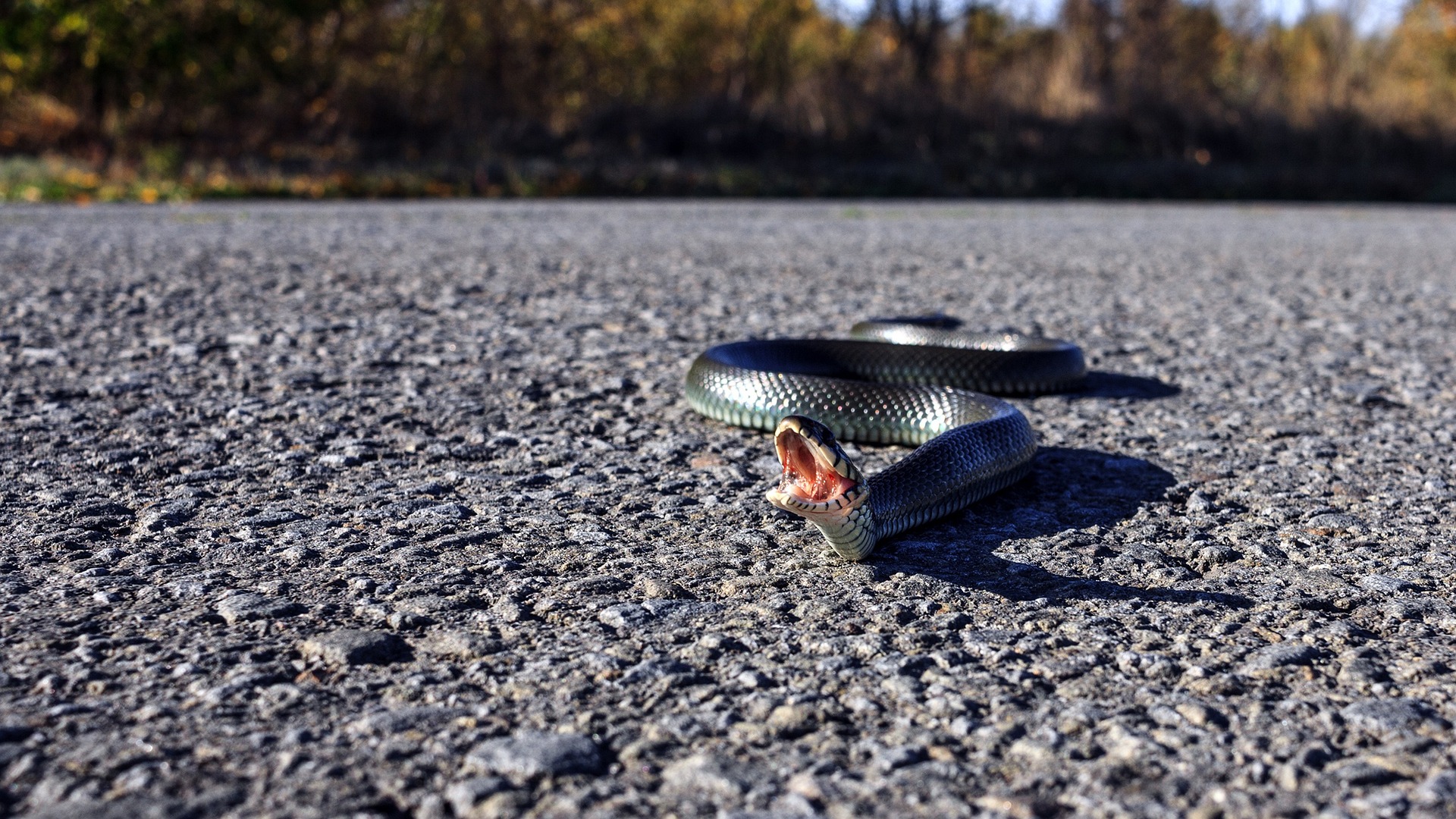 serpente