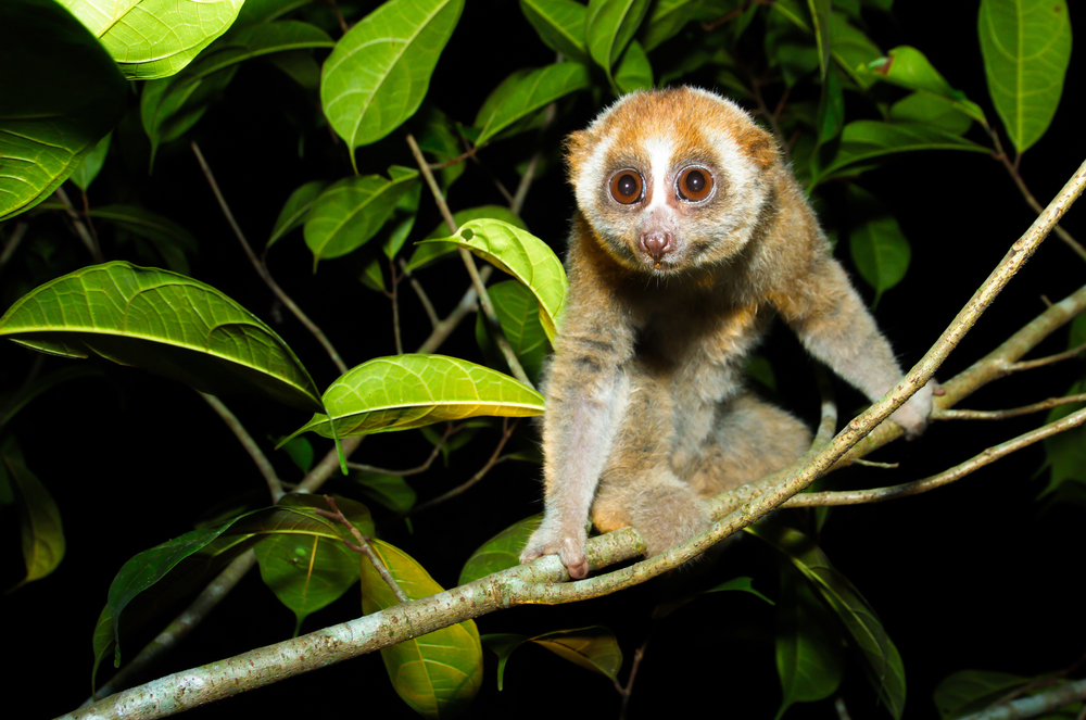 Nycticebus coucang Lori lento della Sonda