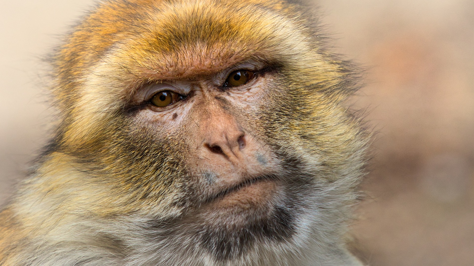 macaco