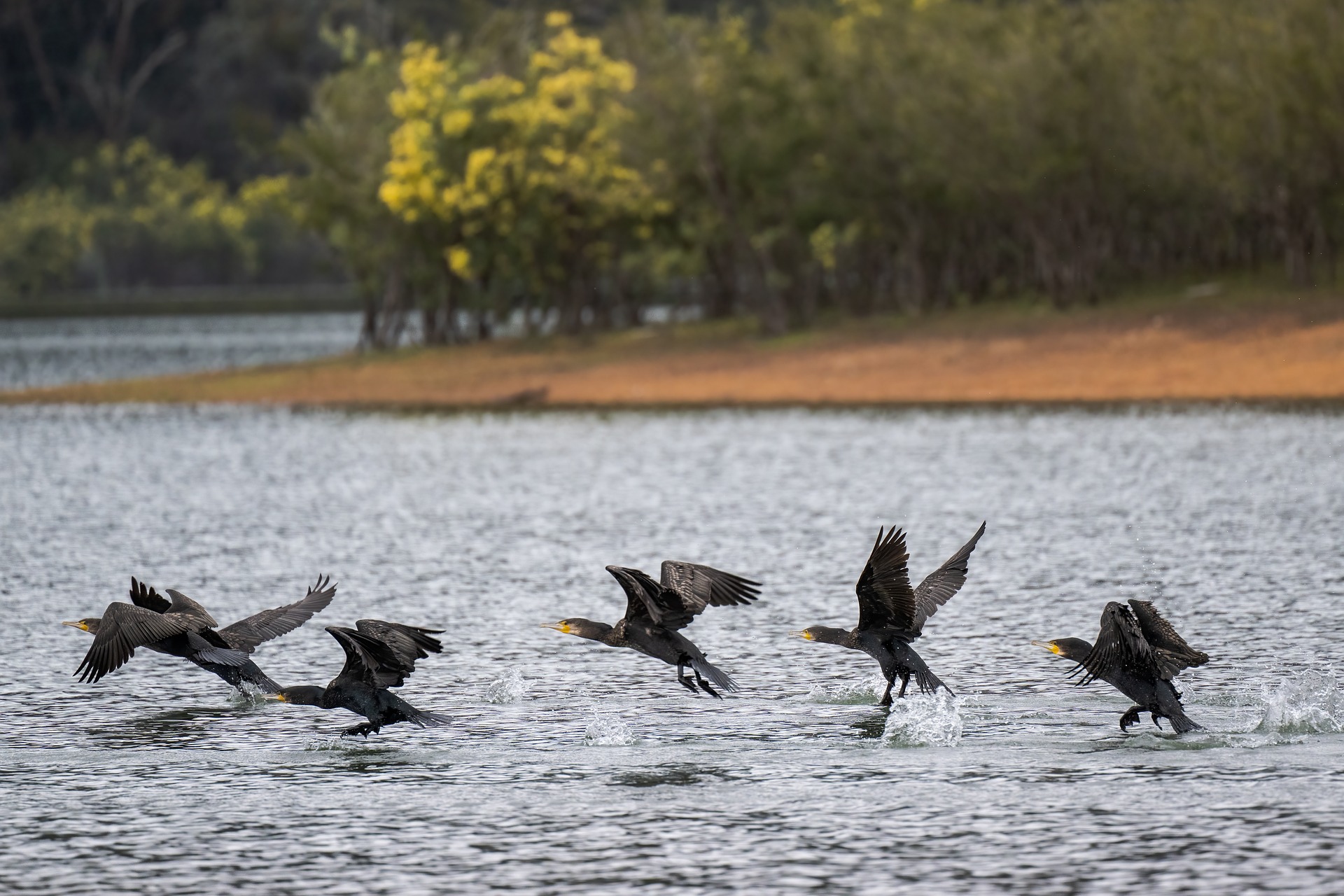 cormorani