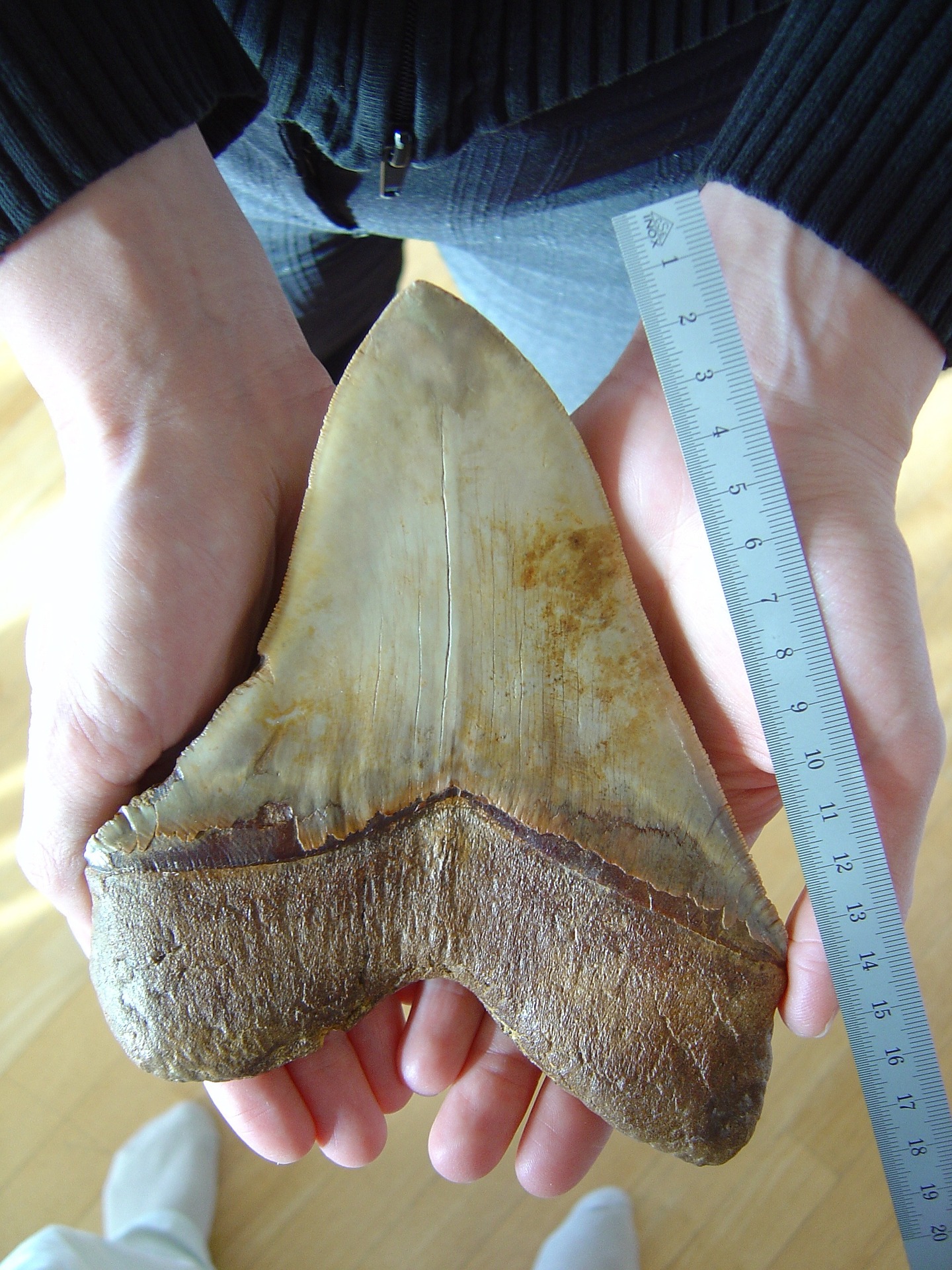 dente megalodonte