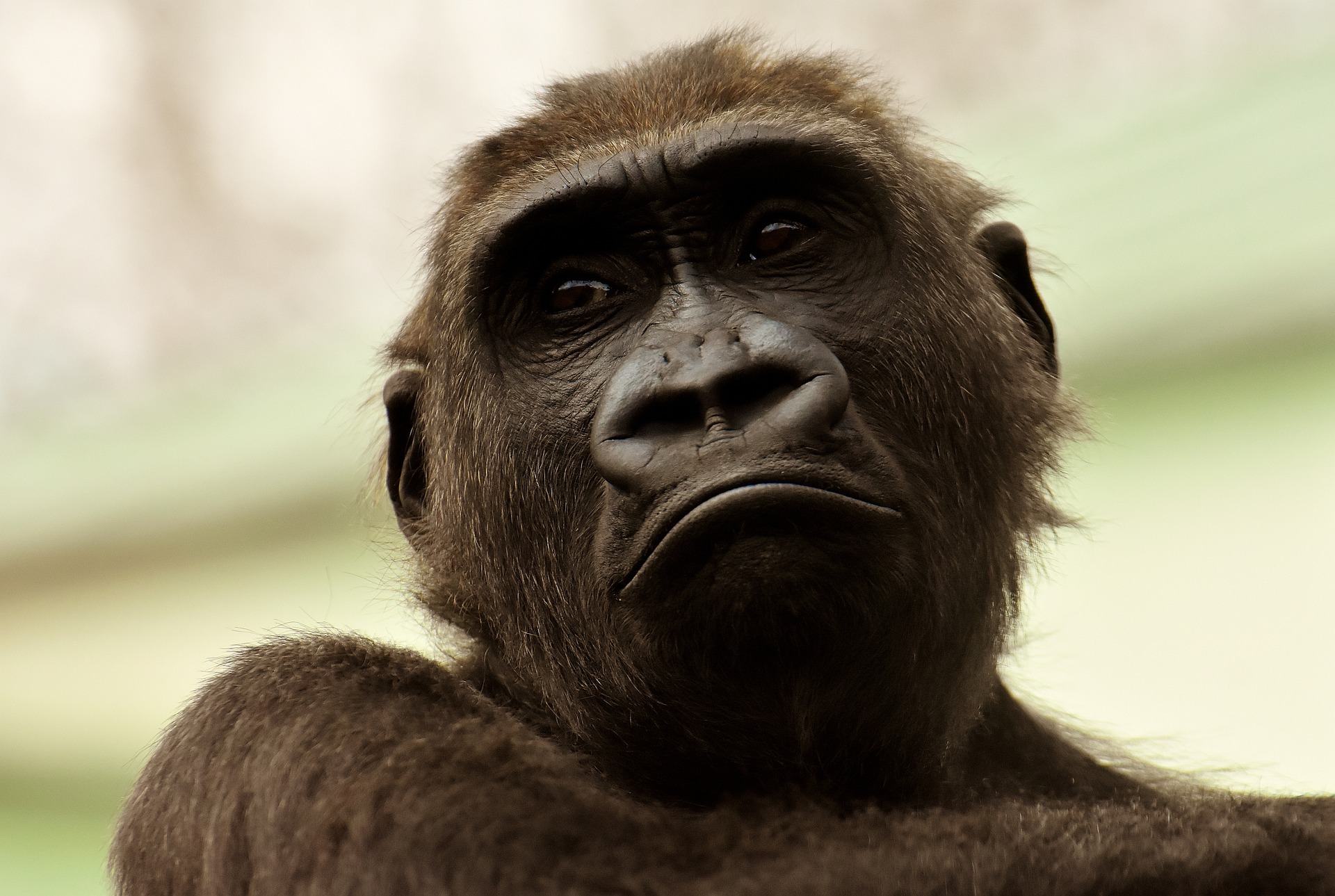 gorilla