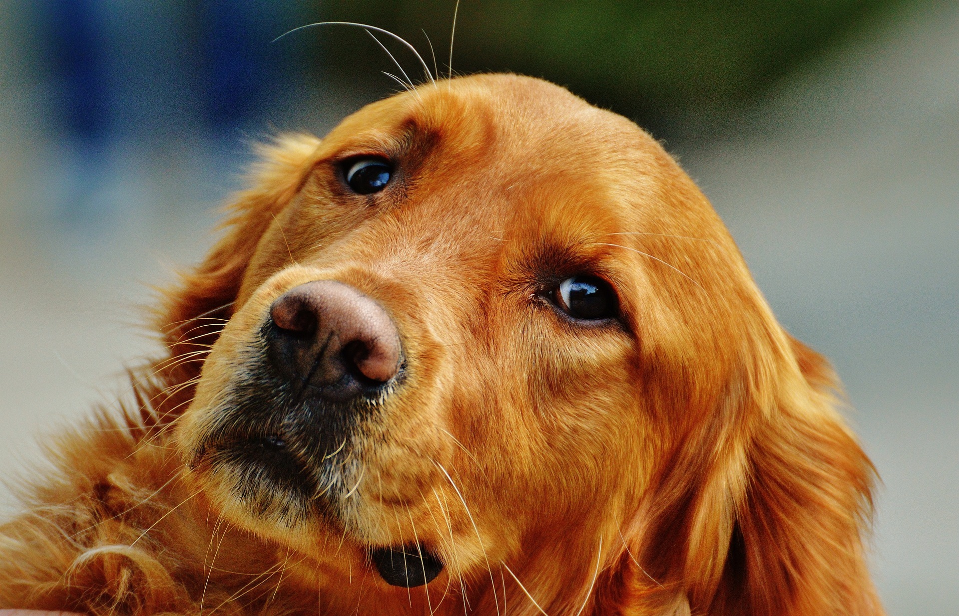 cane