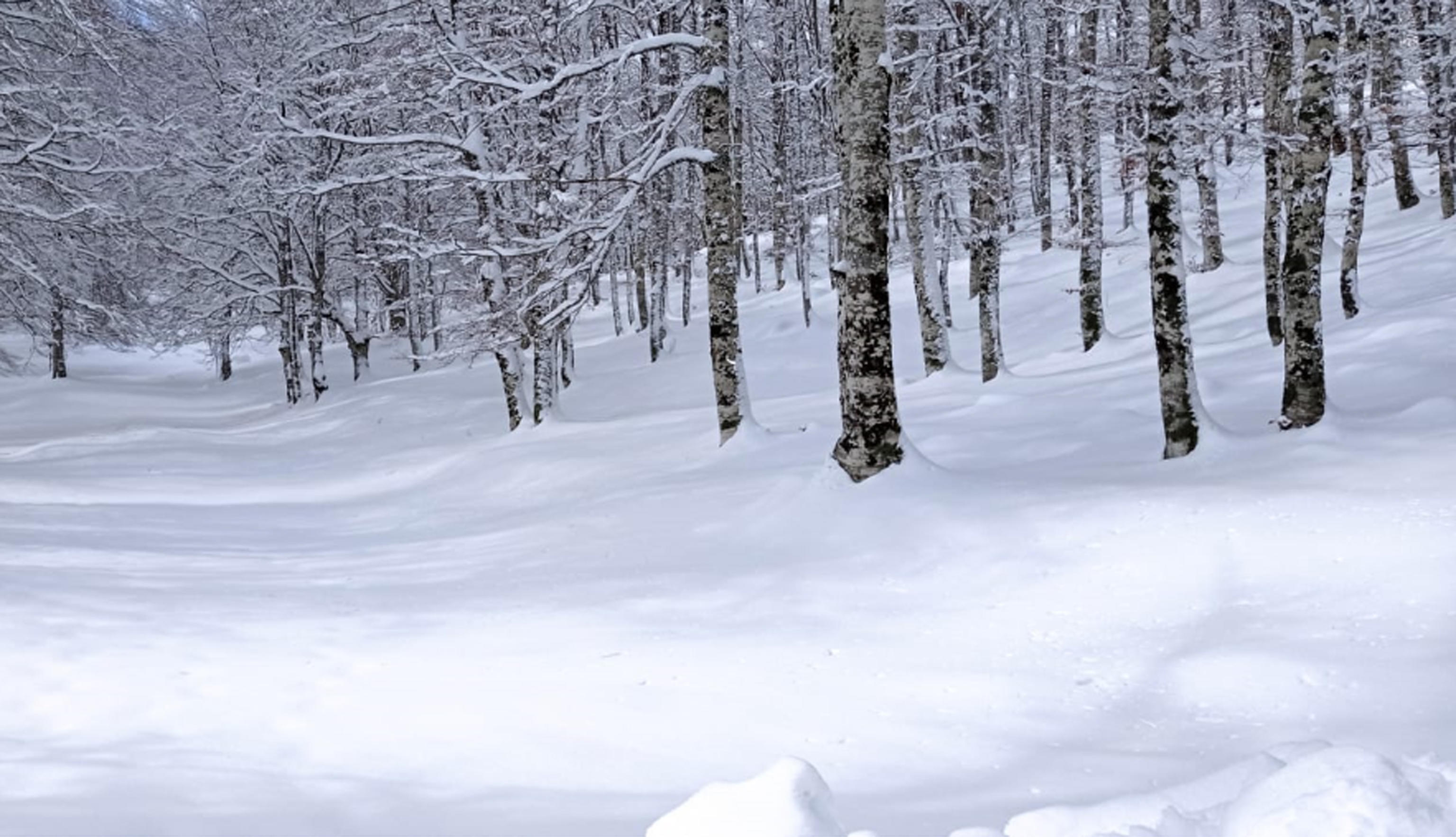 neve