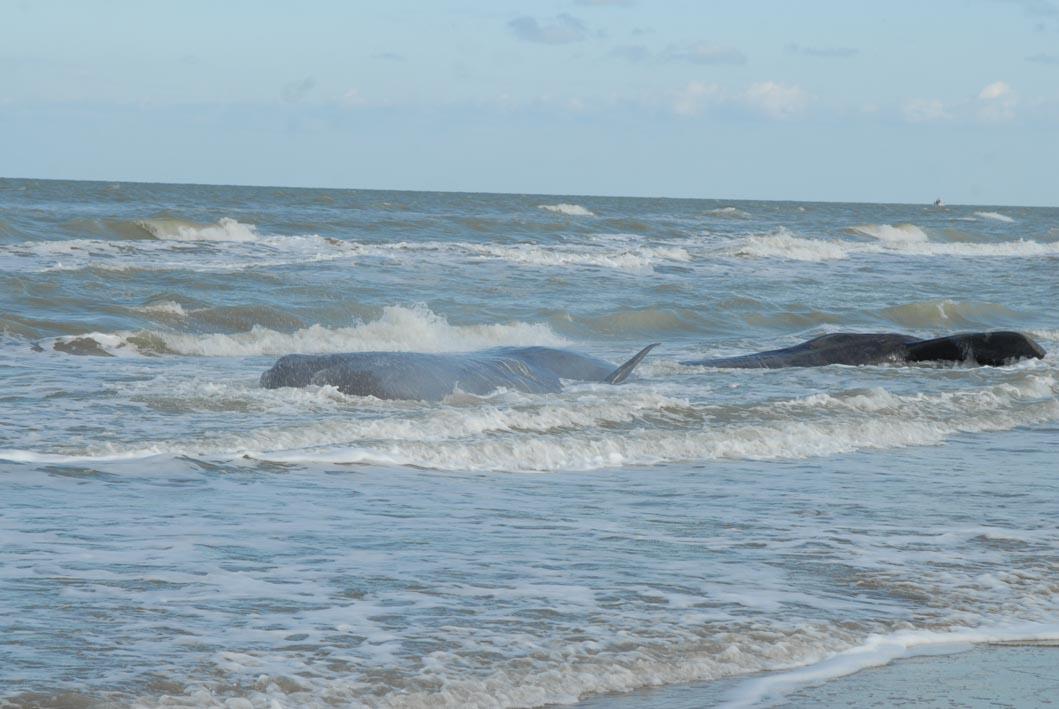 balena spiaggiata