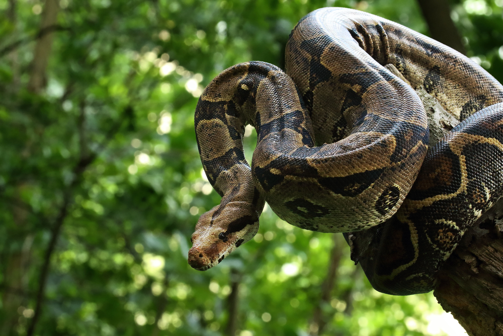 BOA CONSTRICTOR