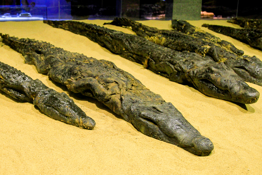 COCCODRILLI MUMMIE
