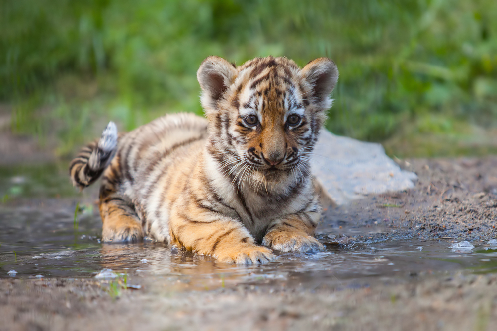 CUCCIOLO TIGRE SIBERIANA