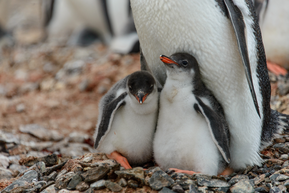 PINGUINI GENTOO