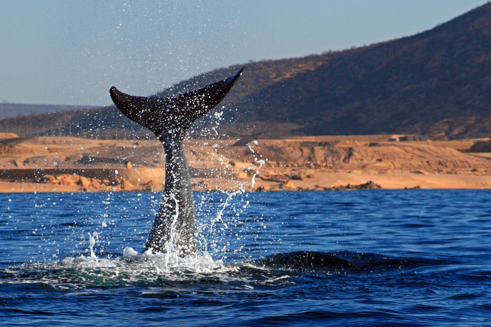 BALENA MESSICO MARE DI CORTEZ CETACEI