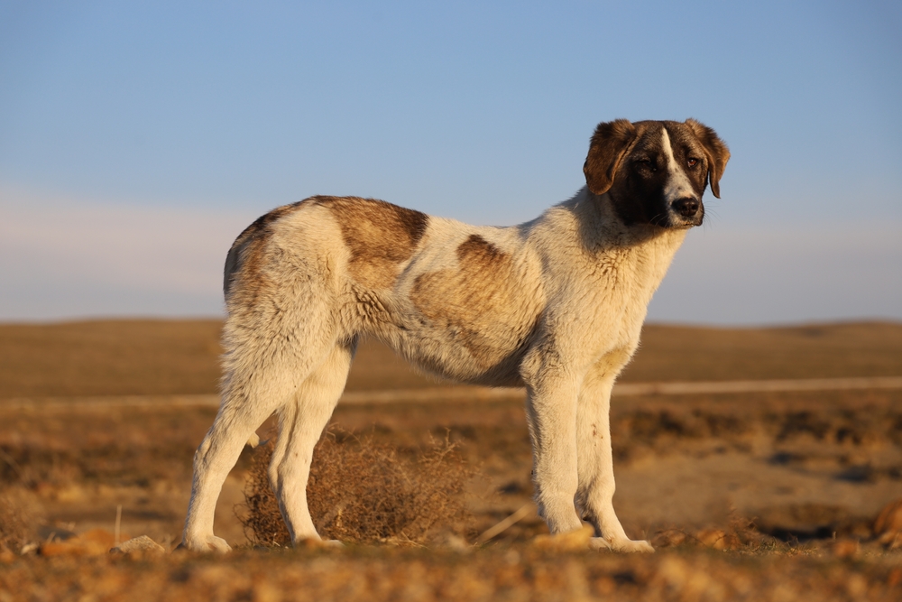 BOBI CANE ANZIANO PRIMATO Rafeiro do Alentejo