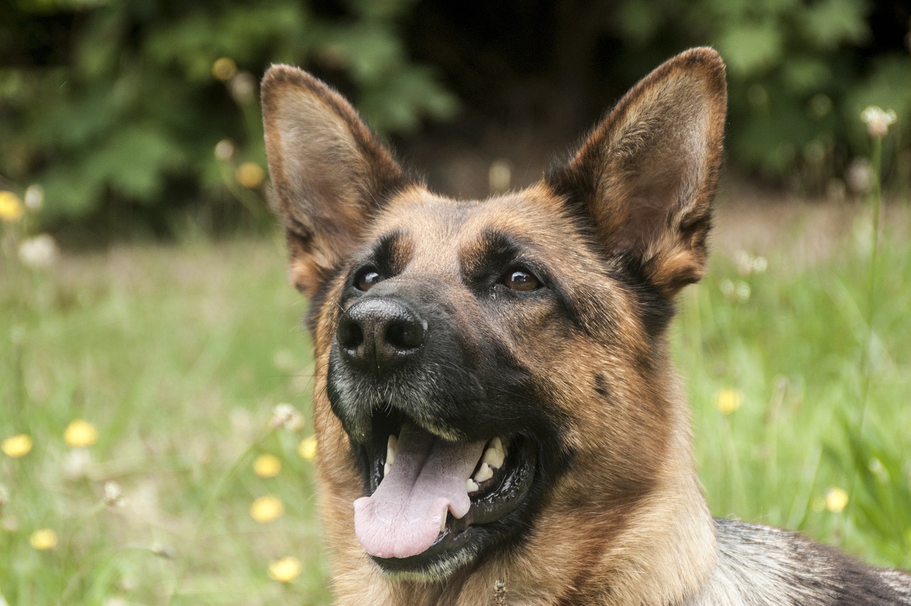CANE SOCCORSO