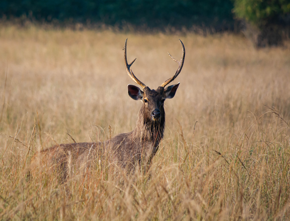 CERVI CERVO SAMBAR