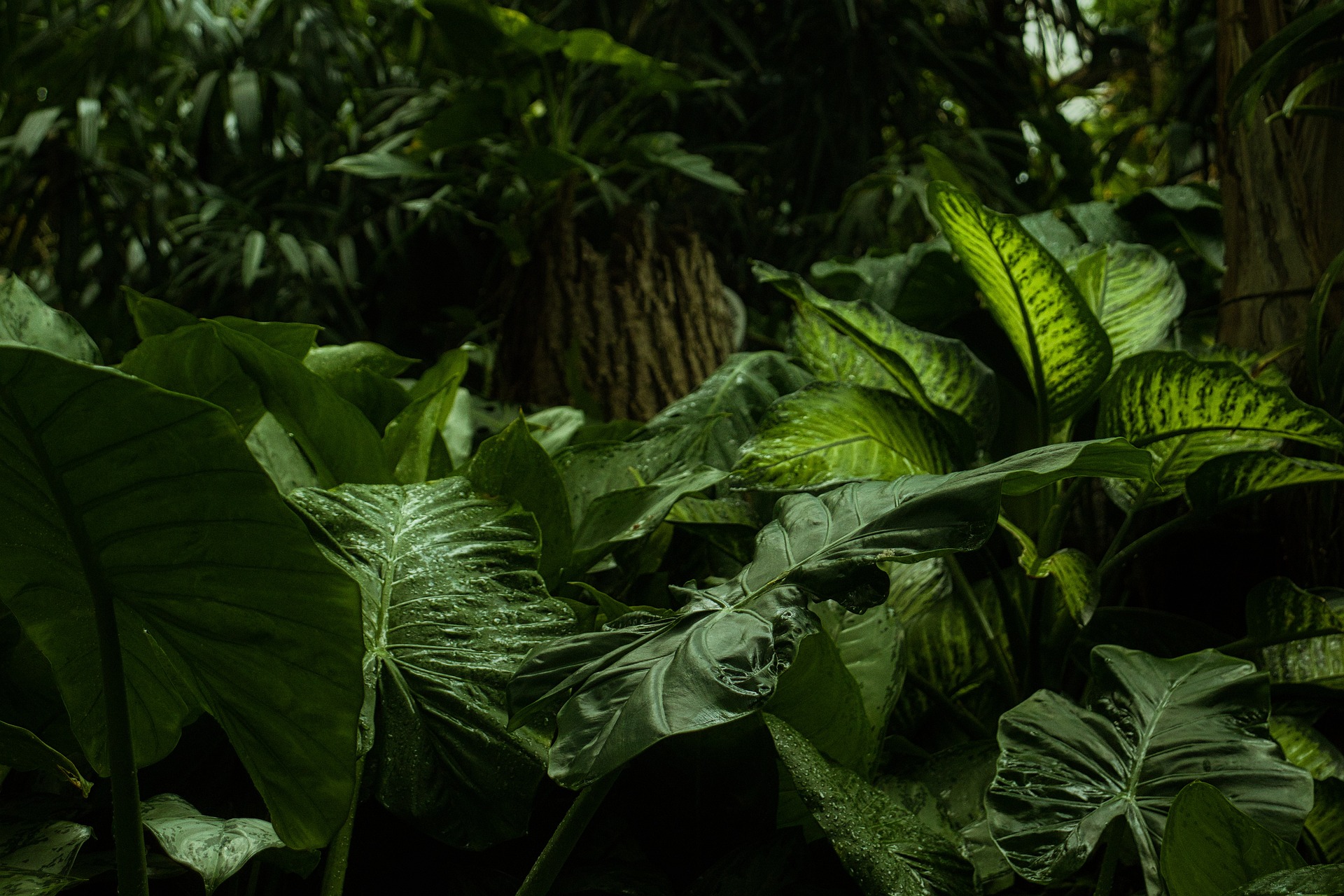 foresta